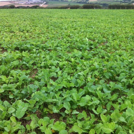 MARIS KESTREL KALE SEED UNTREATED (5kg Pack)