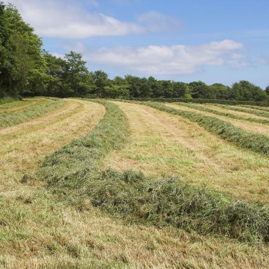 Drought Resilient Silage Protein +