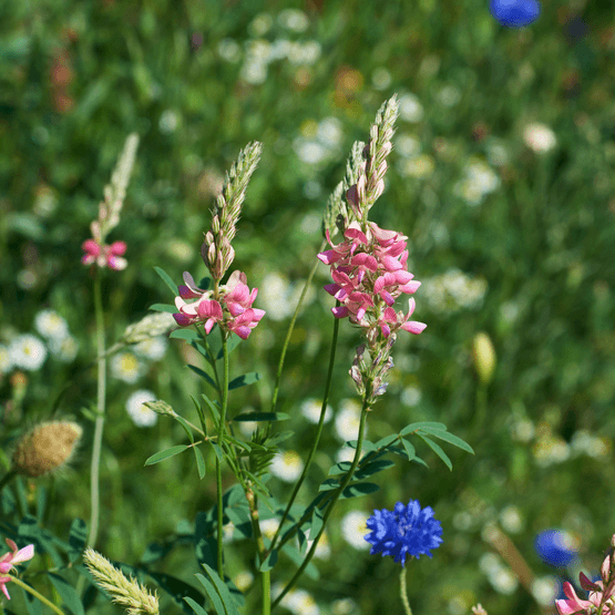 Standard Wildflower Mixture 100% Jar