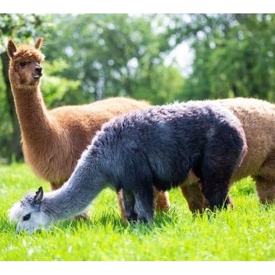 Alpaca Mixture Long Term 4-6 Years
