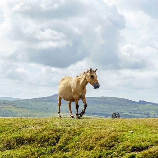Moorland Habitats Mix