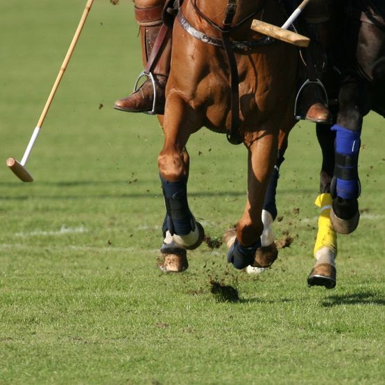 Polo Pitch Grass Seed Mix