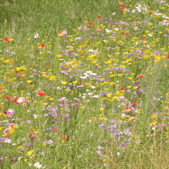 Acid Soil Wildflower Seed Mixture