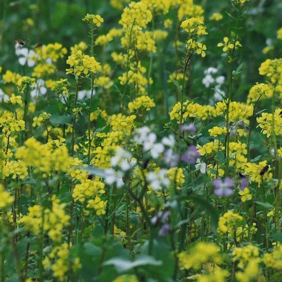 SAM2 Soil Improver Cover Crop