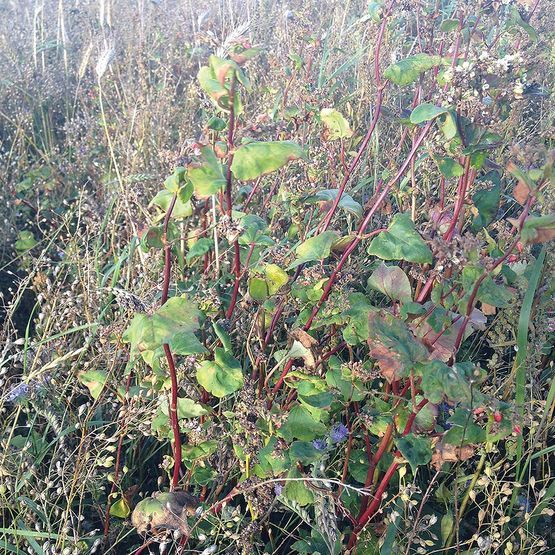 SAM2 Non Brassica Cover Crop