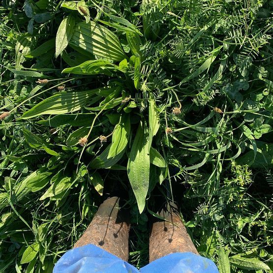 SAM3/GS4 Heavy Land Herbal