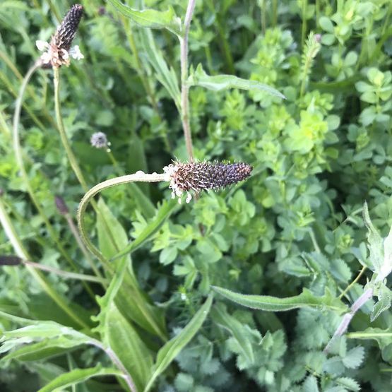 SAM3/GS4 Herb &amp; Legume Overseeding