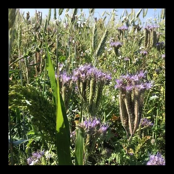 AHL2/AB9 Late Sown Winter Bird Food