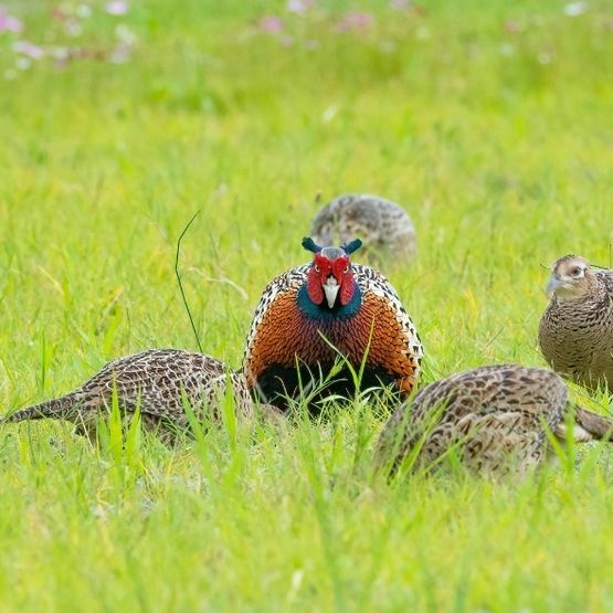 Pheasant Feed