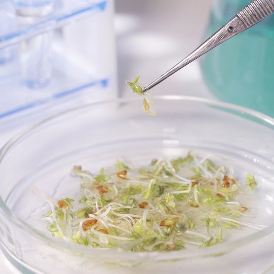 Tetrazolium Germination Test &amp; Vigour