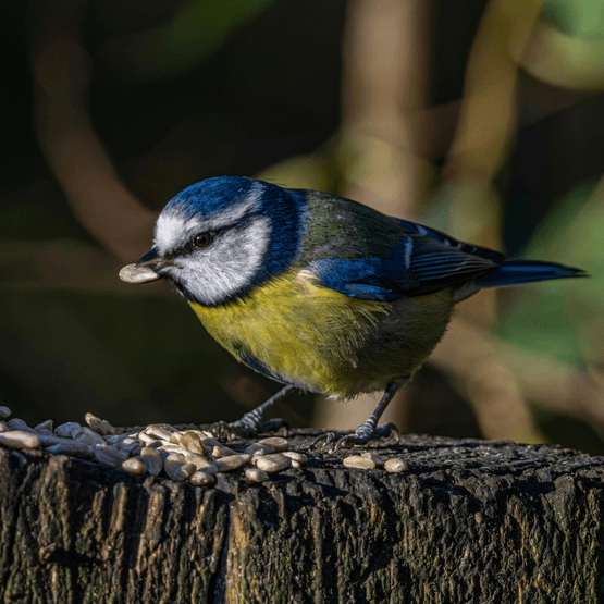 Garden Bird Feed