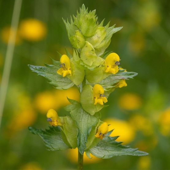 Yellow Rattle Seed |  Natural Meadow &amp; Grassland Restorer