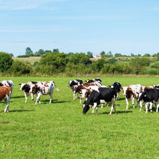 Stock Performance Herb Mix