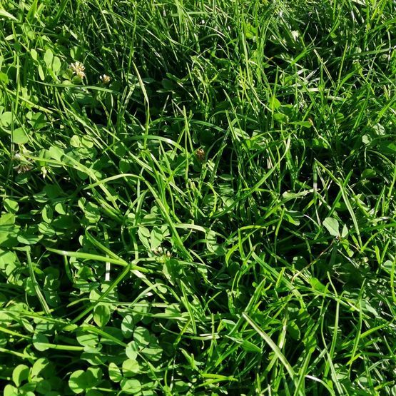Cut &amp; Graze Grass Seed Mix
