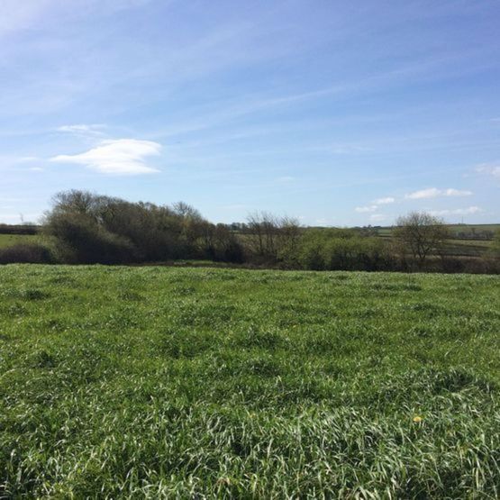 Abundance Grass Seed Mix