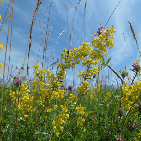 Damp Loam Wildflower Seed Mixture
