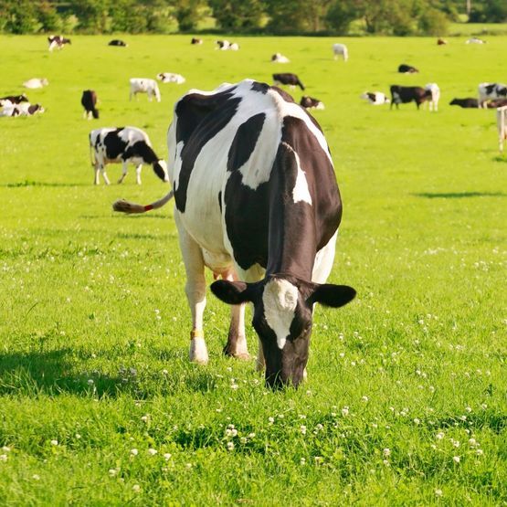 Prime Permanent Pasture