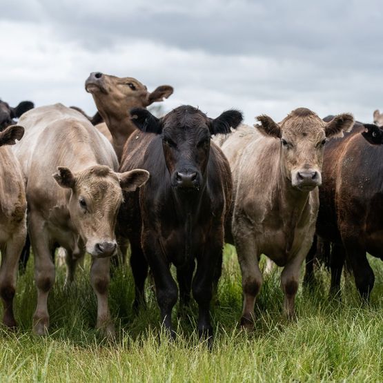 Heritage Permanent Pasture