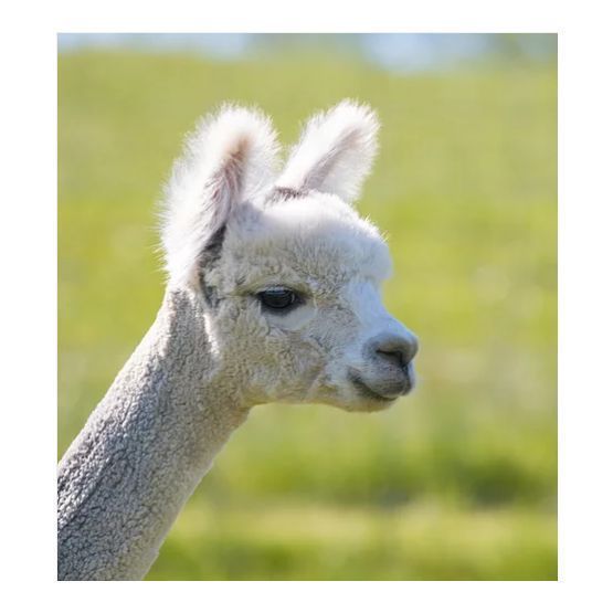Alpaca Mixture Medium Term 1 - 4 years