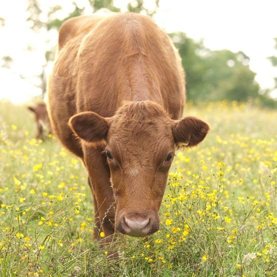 Heritage Hay Meadow &amp; Wildflower Grass Seed Mix
