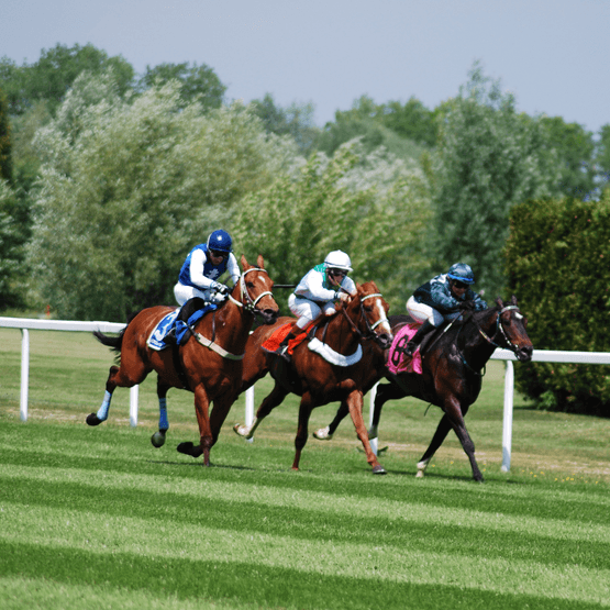 Horse Gallop Grass Seed Mix