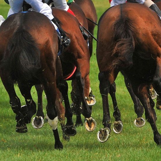 Point to Point Grass Mix