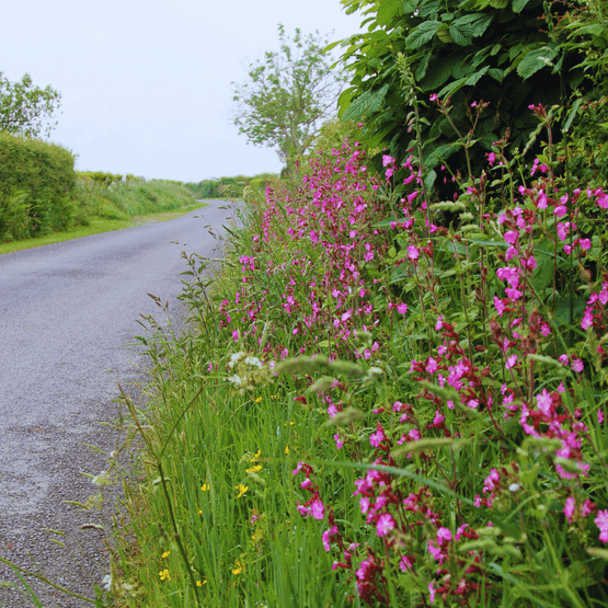 Hedgerow Wildflower Mixture