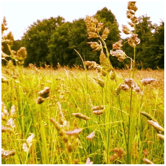 Margins/Buffer Strip (Option 3)