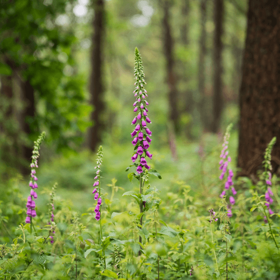 Woodland &amp; Heavy Shade Wildflower Mixture