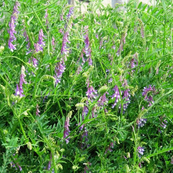SAM2 / CSAM2 Nitrogen Fixer Cover Crop Seed Mix