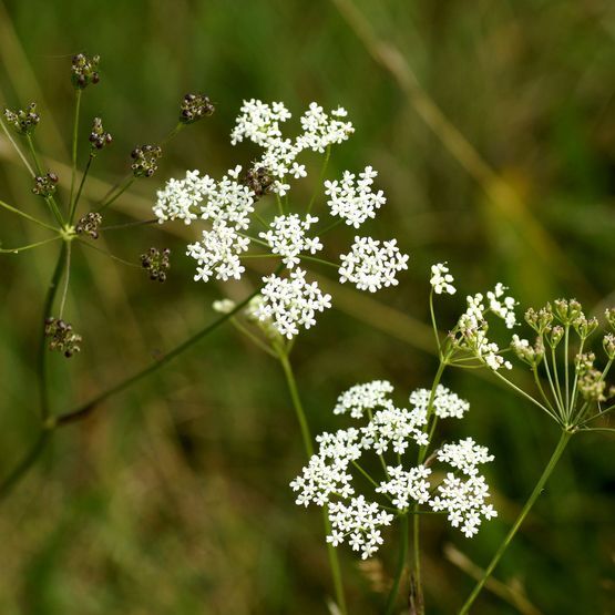 Bee Hive Mixture (Neutral Soils)
