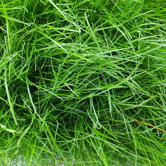 Organic Meadow Fescue Long Term Grass Seed Mix