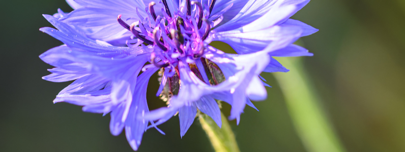 cornflower wildflower