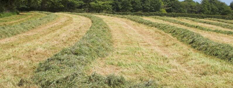 a field being cut for silage during a drought