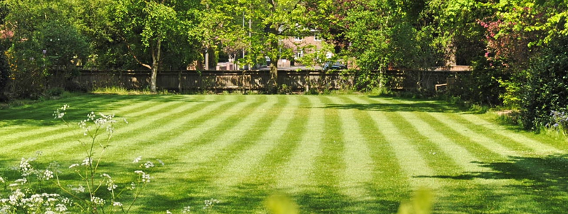 shaded areas lawn seed