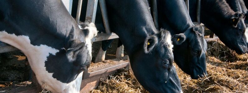 damp-ground-silage