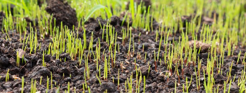 lawn grass seed growing
