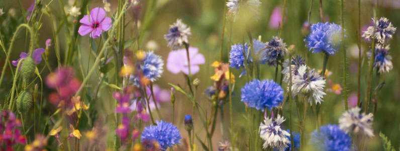 widlflowers
