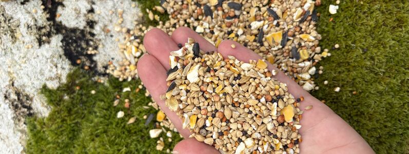 hungry gap bird feed