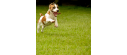 ToughGreen Lawn | Hard Wearing, Fast Germinating &amp; Pet-Resilient Grass Seed - 5.00 Kg