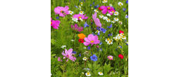Bees Knees Wildflower Seed Mixture - 100% Wild Flower Mix - 100g